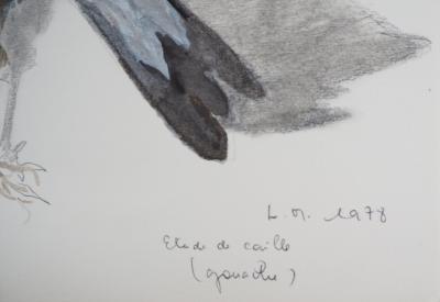 Lily MASSON : Etude de caille, 1978  - Gouache sur traits de crayon originale signée 2