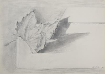 Lily MASSON : Feuille d’érable, 1978  - Dessin au crayon original signé 2