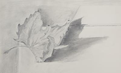 Lily MASSON : Feuille d’érable, 1978  - Dessin au crayon original signé 2