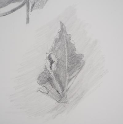 Lily MASSON : Etude de feuilles, c. 1978  - Dessin au crayon original signé 2