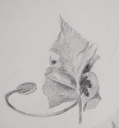 Lily MASSON : Etude de feuilles, c. 1978  - Dessin au crayon original signé 2