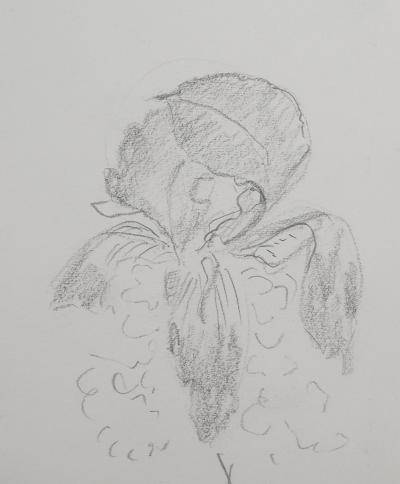Lily MASSON : Iris de giroflée  - Dessin au crayon original 2