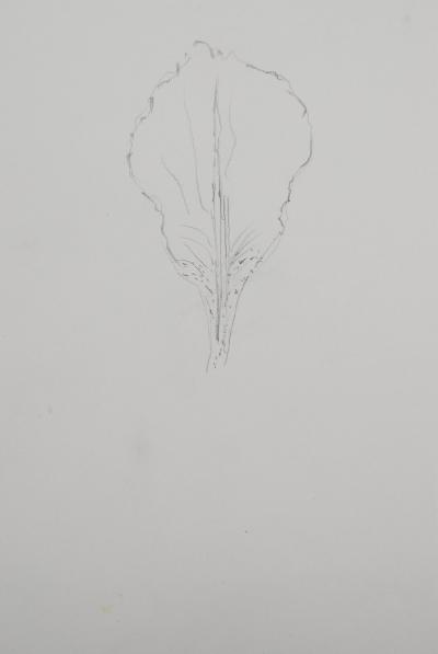 Lily MASSON : Pétale de fleur  - Dessin au crayon original 2