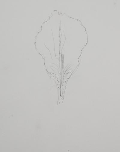 Lily MASSON : Pétale de fleur  - Dessin au crayon original 2