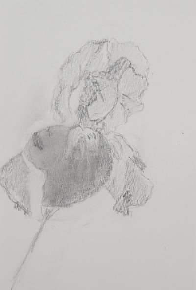 Lily MASSON : Fleuri  - Dessin au crayon original 2
