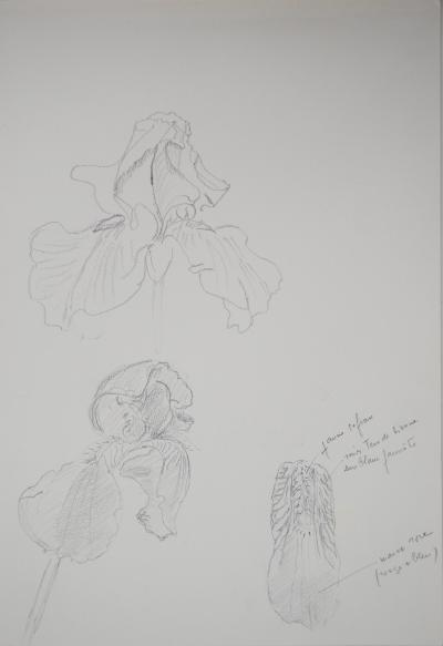 Lily MASSON : Etude de fleurs  - Dessin au crayon original 2