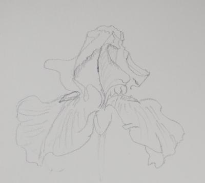 Lily MASSON : Etude de fleurs  - Dessin au crayon original 2