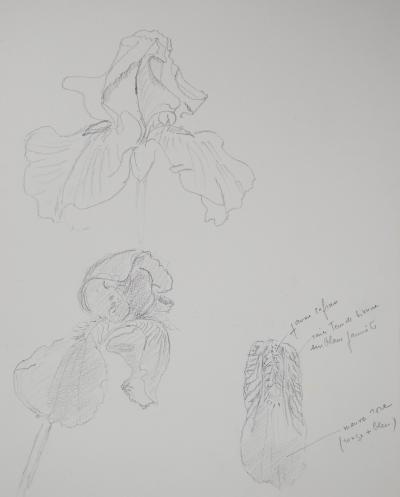 Lily MASSON : Etude de fleurs  - Dessin au crayon original 2