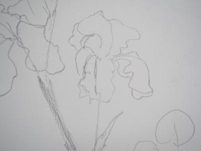 Lily MASSON : Hibiscus fleuri  - Dessin au crayon original 2