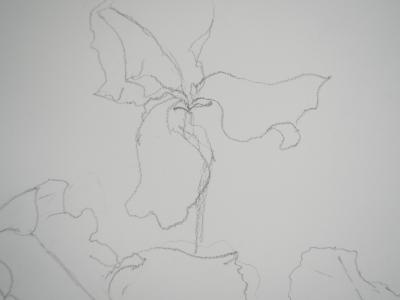 Lily MASSON : Hibiscus fleuri  - Dessin au crayon original 2