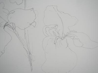 Lily MASSON : Hibiscus fleuri  - Dessin au crayon original 2