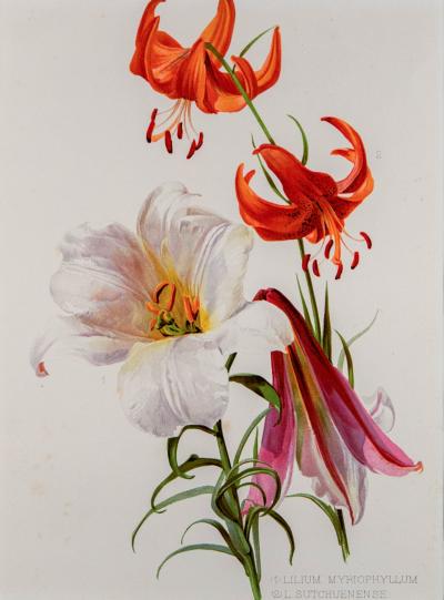 Flora and Sylva - Lillium, vers 1903 - Chromolithographie 2