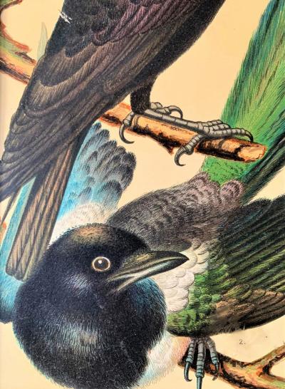 Cassell and Company - Canaris et oiseaux exotiques en cage 'Magpie', 1880 - Chromolithographie 2