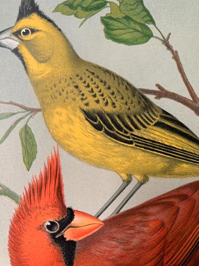 Cassell and Company - Canaris et oiseaux exotiques en cage 'pinsons', 1880 - Chromolithographie 2