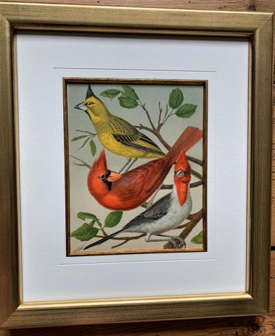 Cassell and Company - Canaris et oiseaux exotiques en cage 'pinsons', 1880 - Chromolithographie 2