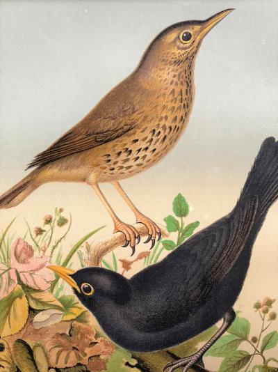 Cassell and Company - Canaris et oiseaux exotiques en cage 'Blackbirds', 1880 - Chromolithographie 2