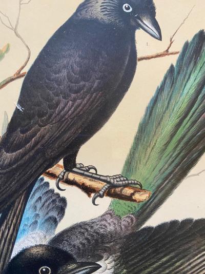 Cassell and Company - Canaris et oiseaux exotiques en cage 'Magpie', 1880 - Chromolithographie 2