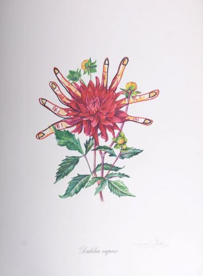 Salvador DALI - Dahlia Rapax, 1972 - Lithographie originale signée 2