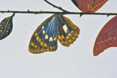 Salvador DALI : La rose papillon, 1979, Lithographie signée 2