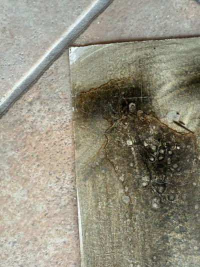 Bernard LOCCA - Cheval - Acrylique sur carton 7