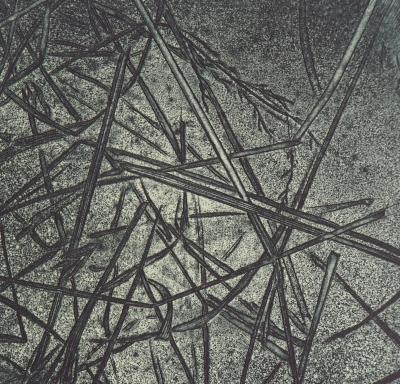 Eric ROBERT-AYME : Herbiers éclatées, 1996 - Gravure originale signée 2