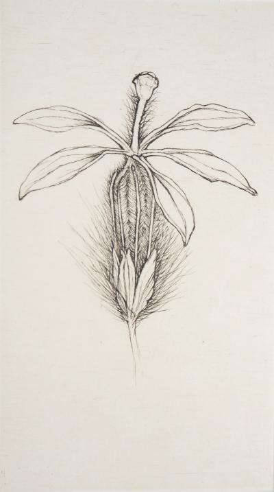 Cecile REIMS : Fleur fleurie - Gravure originale signée 2