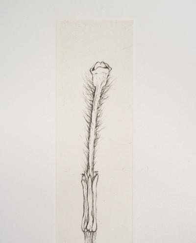 Cecile REIMS : Fleur séductrice - Gravure originale signée 2