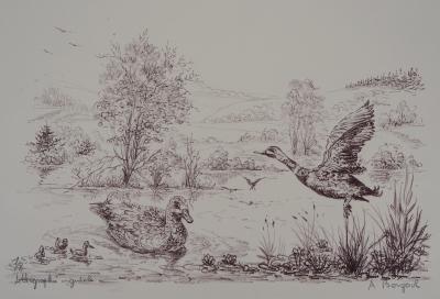 André BOUGEROL : Canards sur l’eau - Lithographie originale signée 2