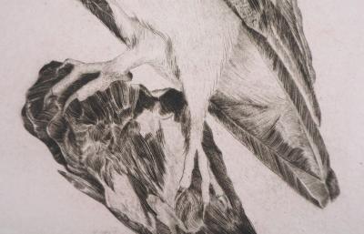 VERDIER : Hibou, 1982 - Gravure originale signée 2