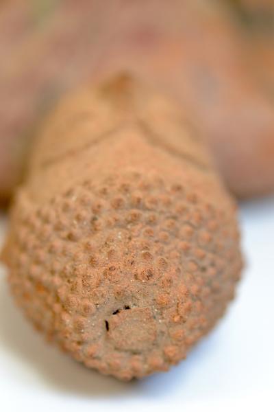 Thaïlande - Bouddha en terre cuite, XVI/XVIIe siècle 2