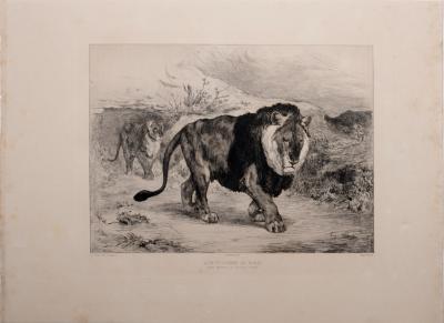 Auguste André LANÇON - Lion et lionne de Nubie, 1882 - Eau-forte 2