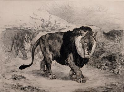 Auguste André LANÇON - Lion et lionne de Nubie, 1882 - Eau-forte 2