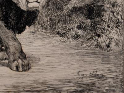 Auguste André LANÇON - Lion et lionne de Nubie, 1882 - Eau-forte 2