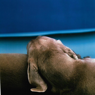 William WEGMAN - Repos - Photographie signée main 2