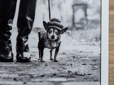 Elliott ERWITT - New York, 1974 - Photographie estampilée 2