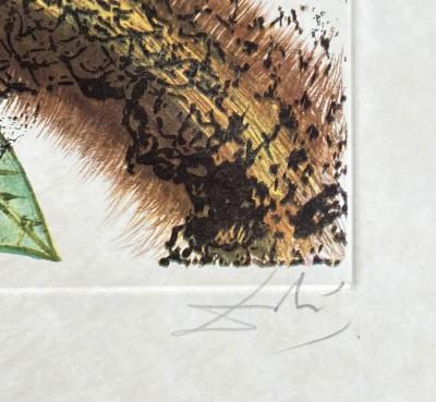 Salvador DALI - Fleurs rêvées : Ananas - Gravure originale signée au crayon 2