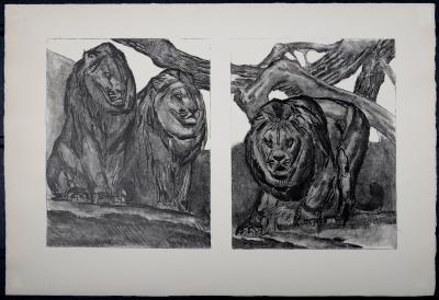 Paul JOUVE - Les Lions, 1934. Lithographie originale sur papier BFK Rives 2