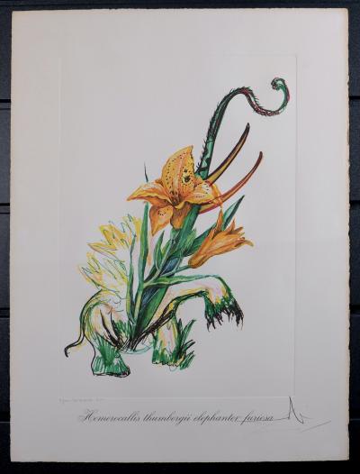 Salvador DALI - Hemerocallis thumbergii elephanter furiosa, 1972 - Gravure originale, Pointe sèche & Héliogravure avec gaufrage 2