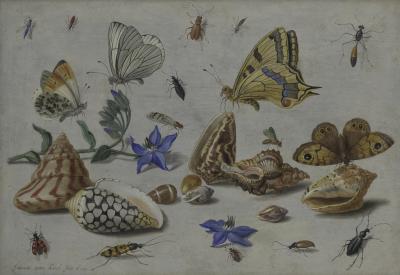 Jan van Kessel Étude d'insectes, de fleurs et de coquillages, 1659 - Édition limitée 2