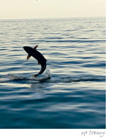 Mr Strange - Aquaplaning, 2019 - Sérigraphie signée au crayon 2