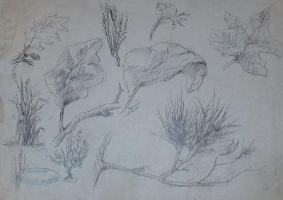 Gilbert PASTOR - Etude - Dessin au crayon 2