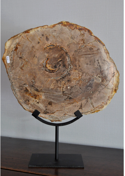 Objet de décoration - Large tranche de bois pétrifié sur socle 2
