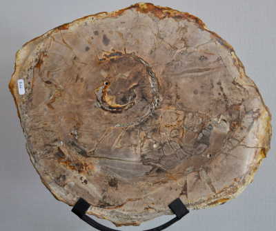Objet de décoration - Large tranche de bois pétrifié sur socle 2