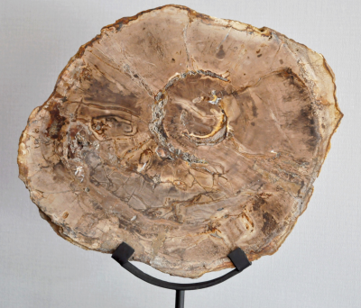 Objet de décoration - Large tranche de bois pétrifié sur socle 2