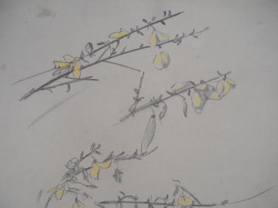Léopold Franz KOWALSKI: Branches aux fleurs jaunes, dessin original 2