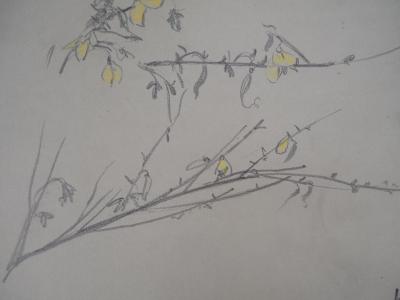 Léopold Franz KOWALSKI: Branches aux fleurs jaunes, dessin original 2