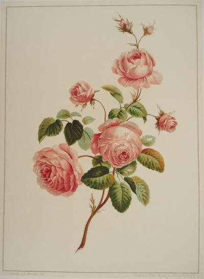John EDWARDS : Fleurs et Bouquets, Les roses, Lithographie signée 2