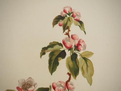 John EDWARDS : Fleurs et Bouquets, Fleurs de pommier, Lithographie signée 2