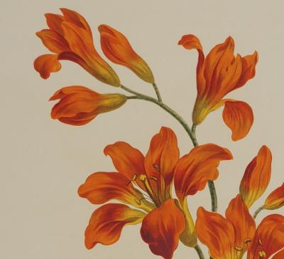 John EDWARDS : Fleurs et Bouquets, les lys rouges , Lithographie signée 2