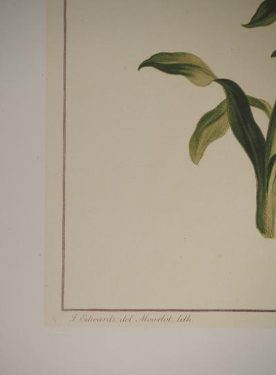 John EDWARDS : Fleurs et Bouquets, les lys rouges , Lithographie signée 2